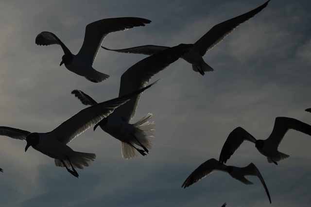 laughing gulls